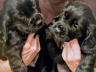 Cocker Spaniel dogs - Advert 5