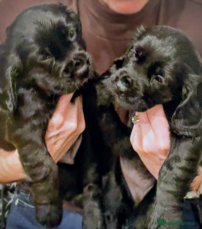 Cocker Spaniel dogs - Advert 2