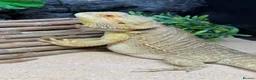 Bearded Dragon reptiles for sale: Female bearded dragon with vivarium  - Advert 3