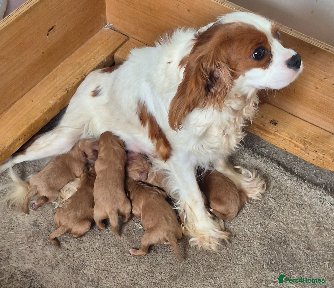 Cavapoo dogs for sale: Health checked Cavapoo puppies  - Advert 8
