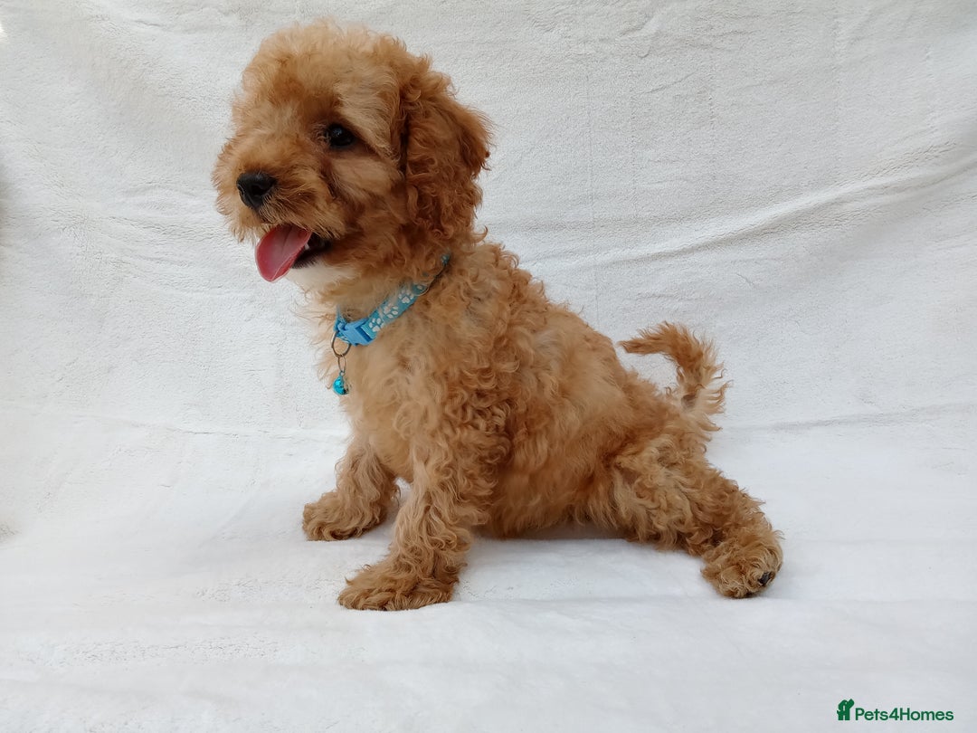 Cavapoo dogs for sale: Cavapoo puppies  - Image 9