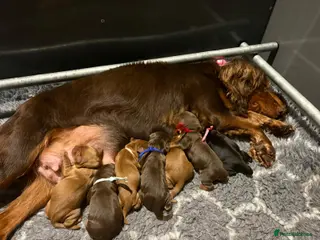 Cocker Spaniel dogs for sale: 🐶KC REGISTERED COCKER SPANIEL PUPPYS🐶 - Advert 1