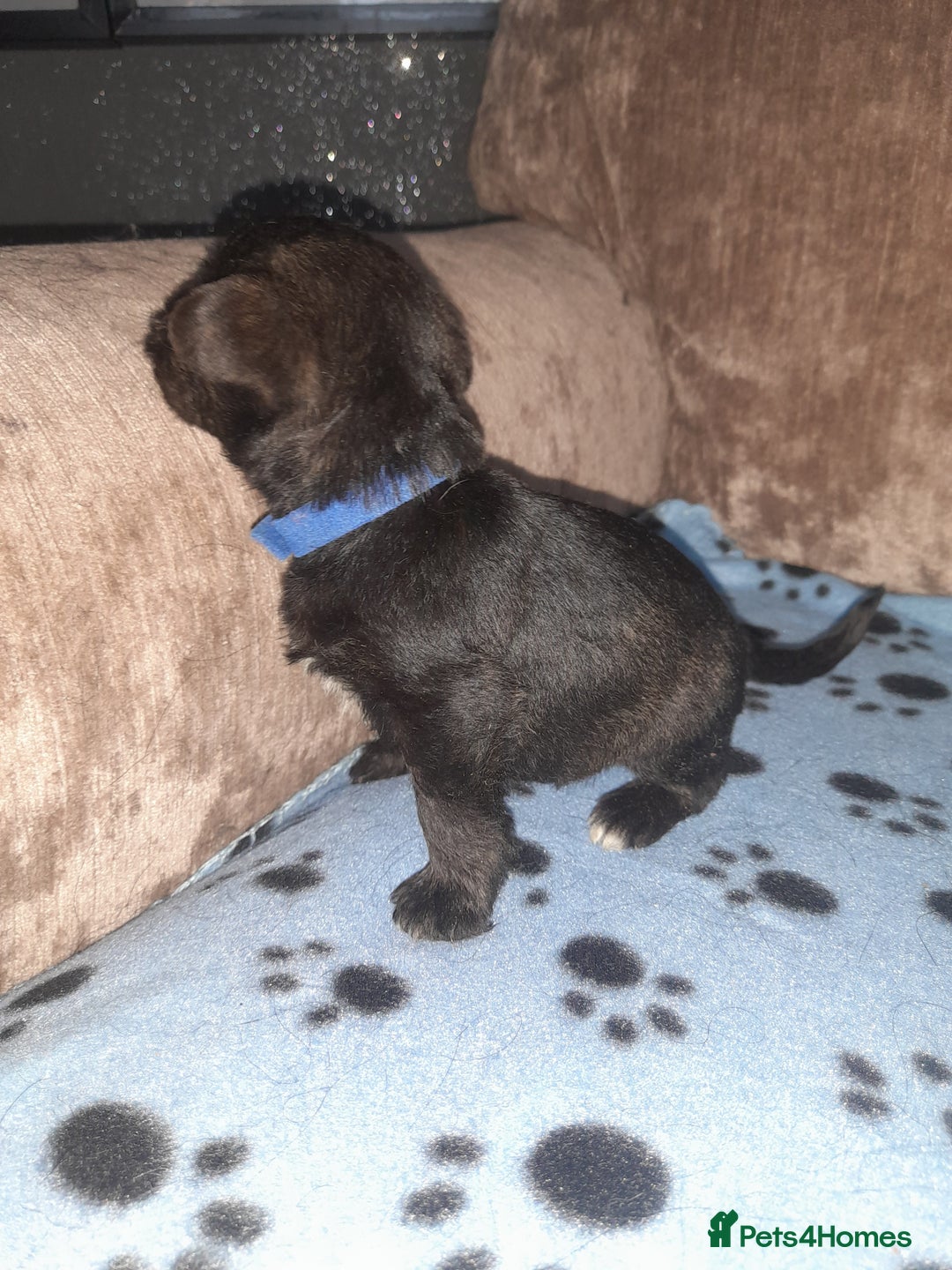 Mixed Breed dogs for sale: Snorkie pups - Image 1