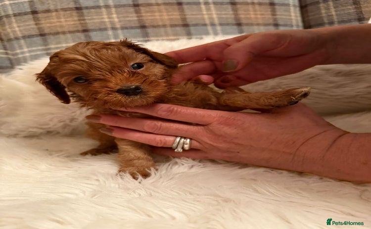Cavapoo dogs - Advert 7