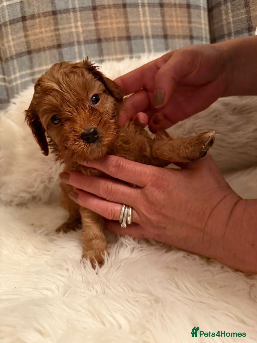 Cavapoo dogs for sale:  Cavapoo F1 Red Boys , Visits start this weekend  - Image 1