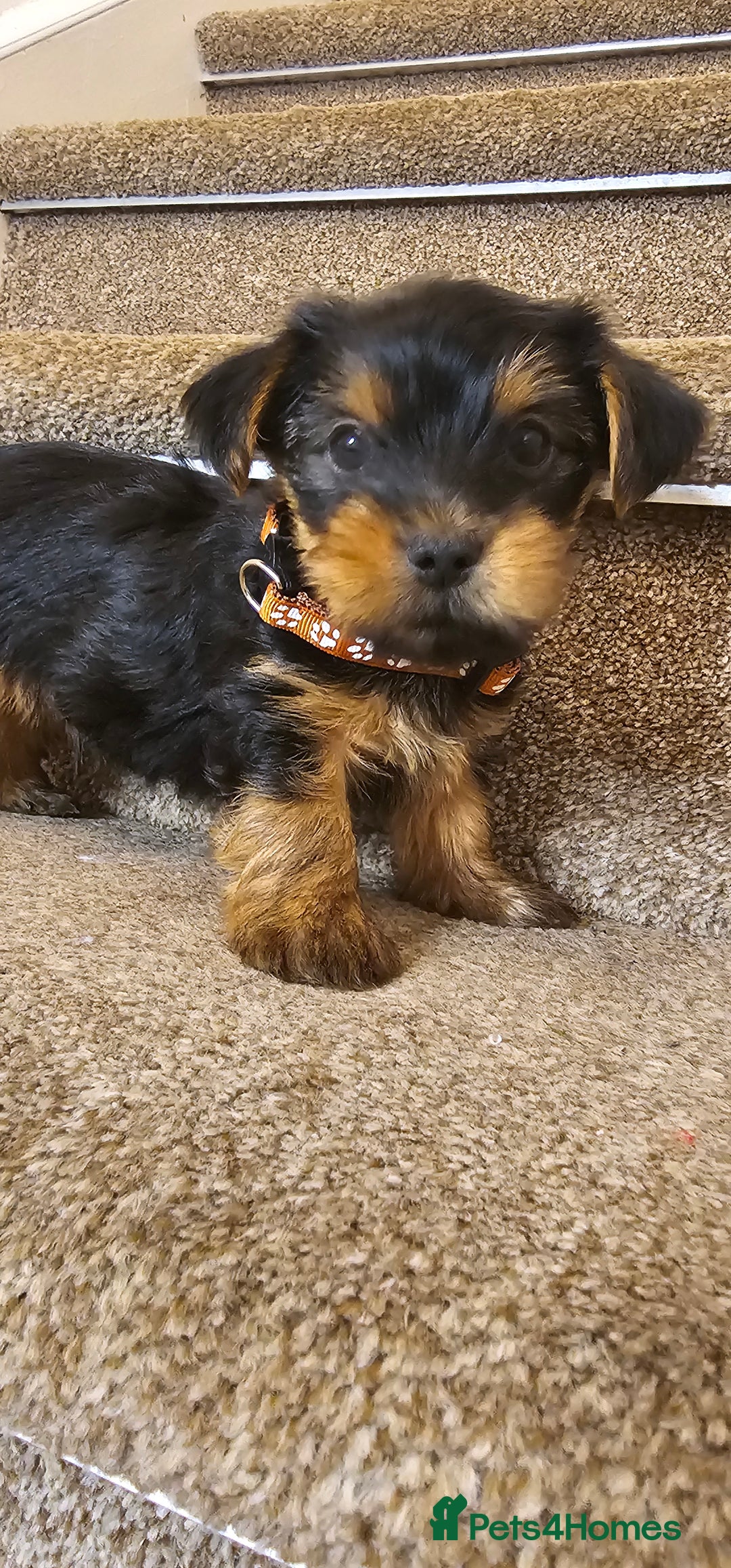 Yorkshire Terrier dogs for sale: Yorkshire Terrier puppies - Advert 30