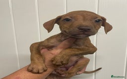 Staffordshire Bull Terrier dogs for sale: Staffies  - Advert 2