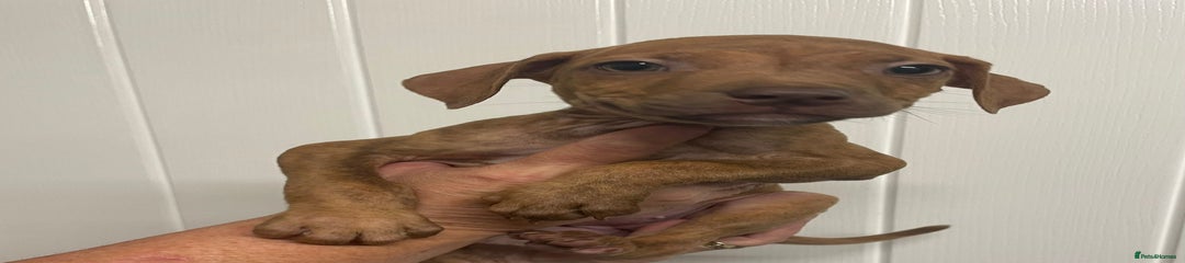 Staffordshire Bull Terrier Puppy 4