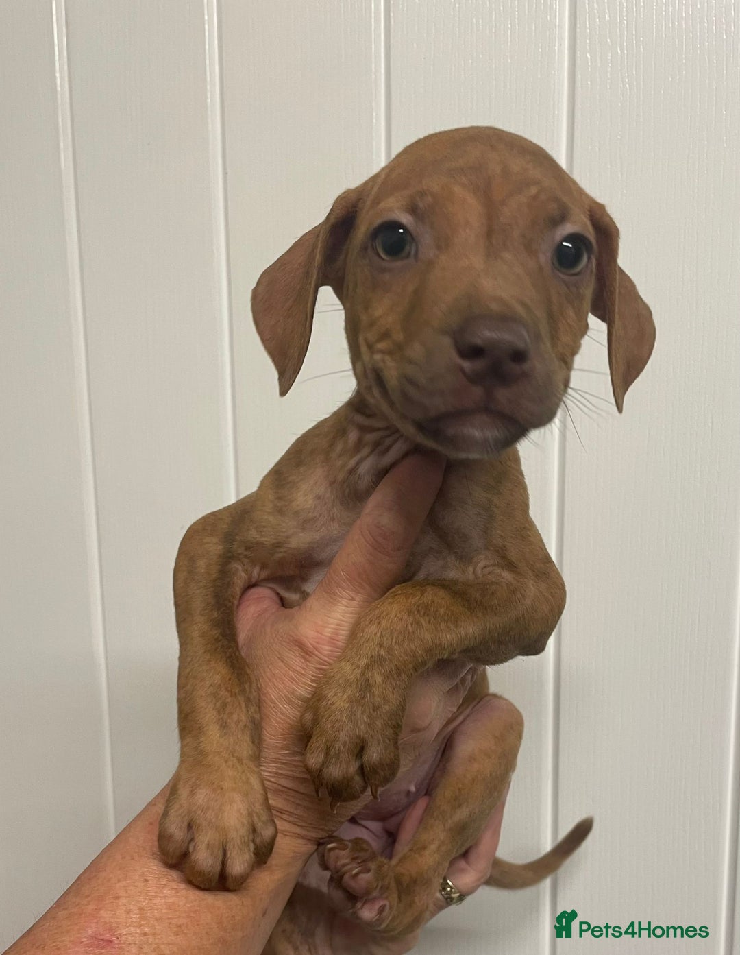 Staffordshire Bull Terrier dogs for sale: Staffies  - Advert 2