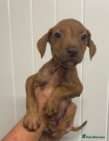 Staffordshire Bull Terrier dogs Staffies - Advert 2