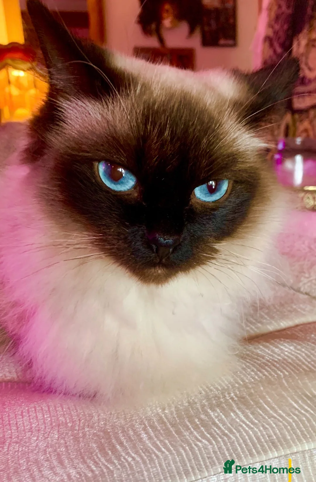 Ragdoll cats for sale: Adorable Ragdolls  - Advert 1