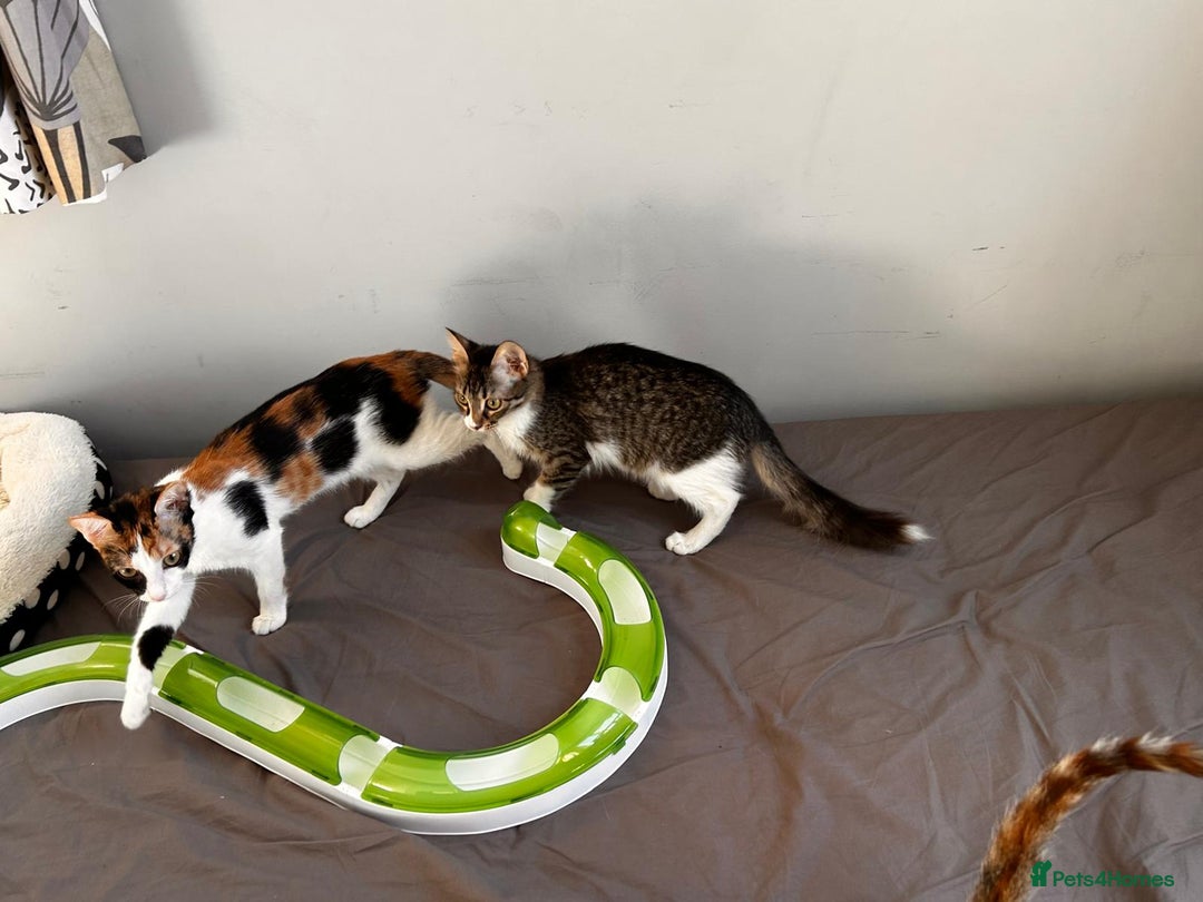 Mixed Breed cats for adoption: 🌸 From Survivors to Soulmates – Adopt Alba & Bogo - Image 5