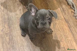 French Bulldog dogs BLUE BOY 💙 LILAC GIRL 🩷 10 weeks - Advert 7