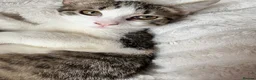 Mixed Breed cats for sale: Playful cute kittens looking for their home in Woodford Green - Advert 5