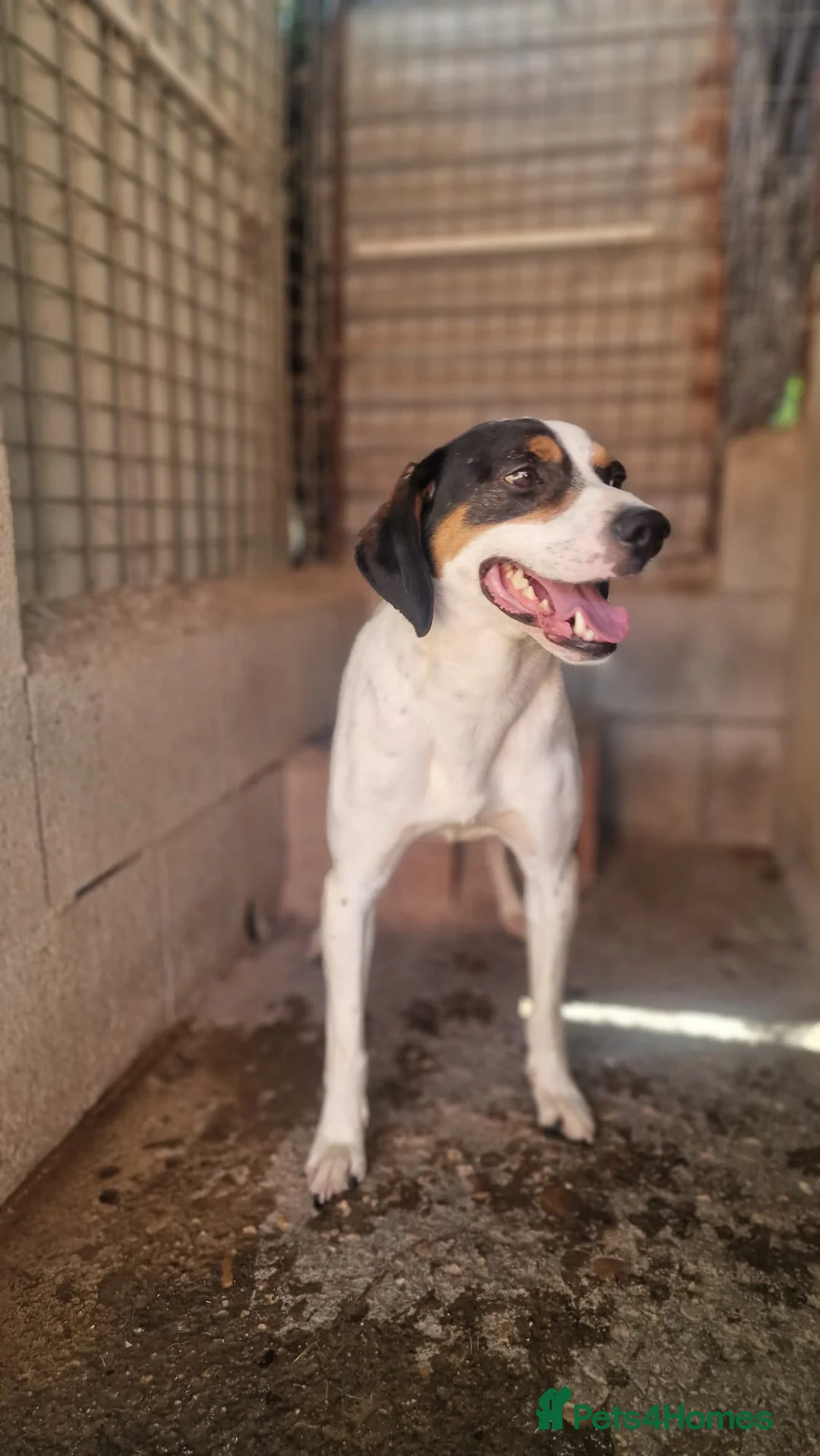 Mixed Breed dogs for adoption: Curro in Alfreton - Advert 7