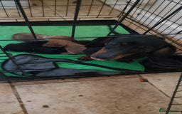 Mixed Breed dogs for sale: Chiweenie girl pup - Image 5