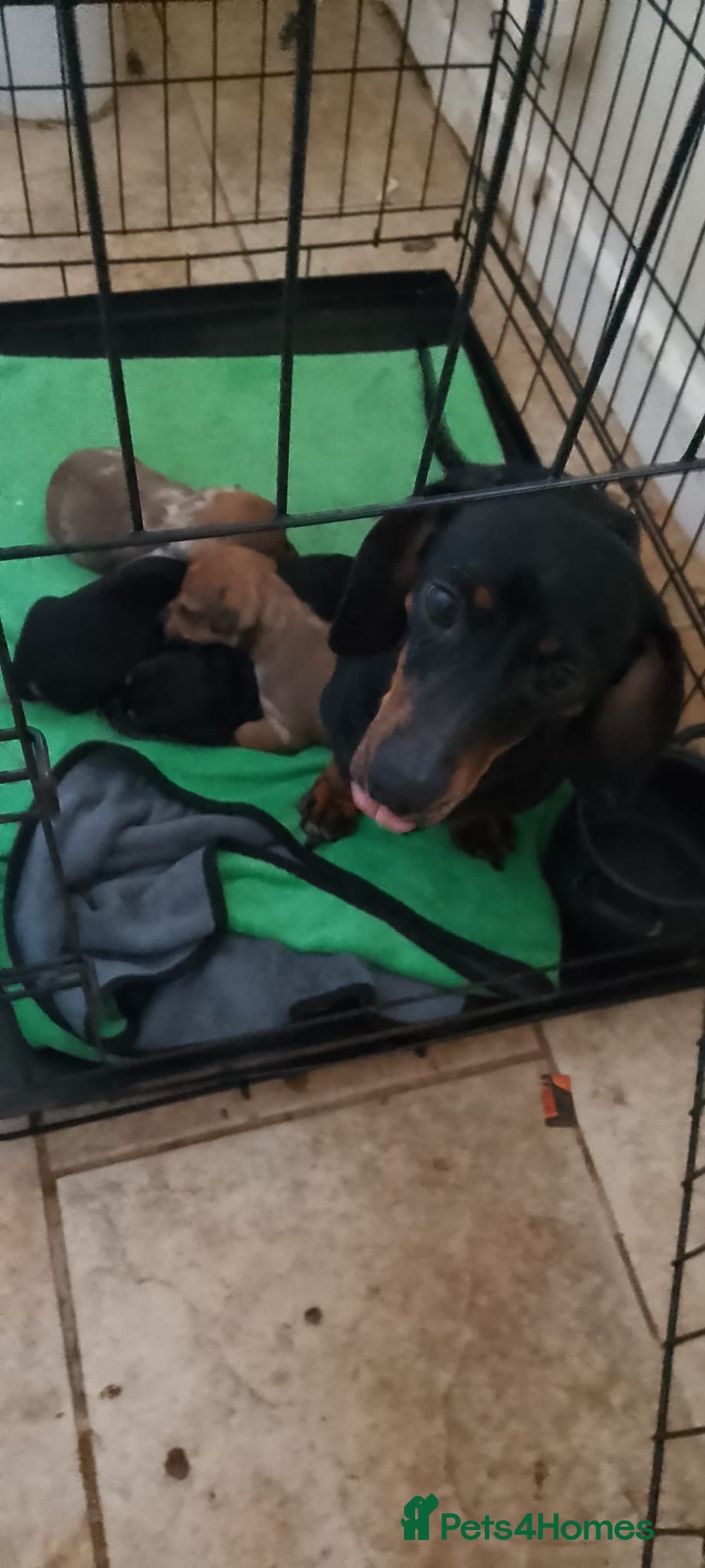 Mixed Breed dogs for sale: Chiweenie girl pup - Image 5