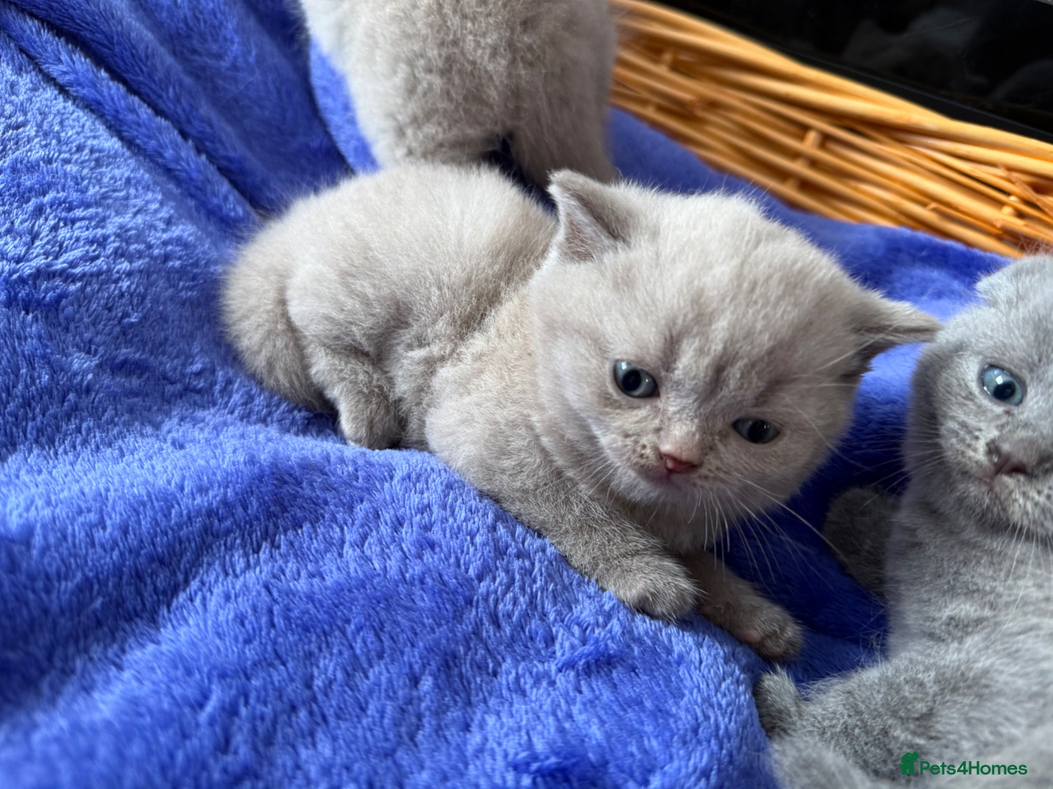 Scottish Fold cats Beautiful scottishfold/Scottish straight kittens🥰 - Advert 1