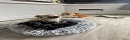 Chihuahua dogs for sale:  Beautiful Chihuahua Puppies – 3 Available - Advert 8