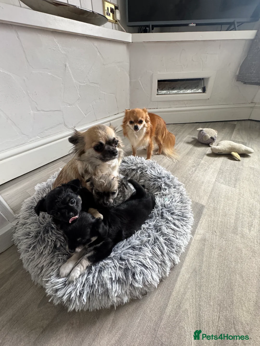 Chihuahua dogs for sale:  Beautiful Chihuahua Puppies – 3 Available - Advert 8