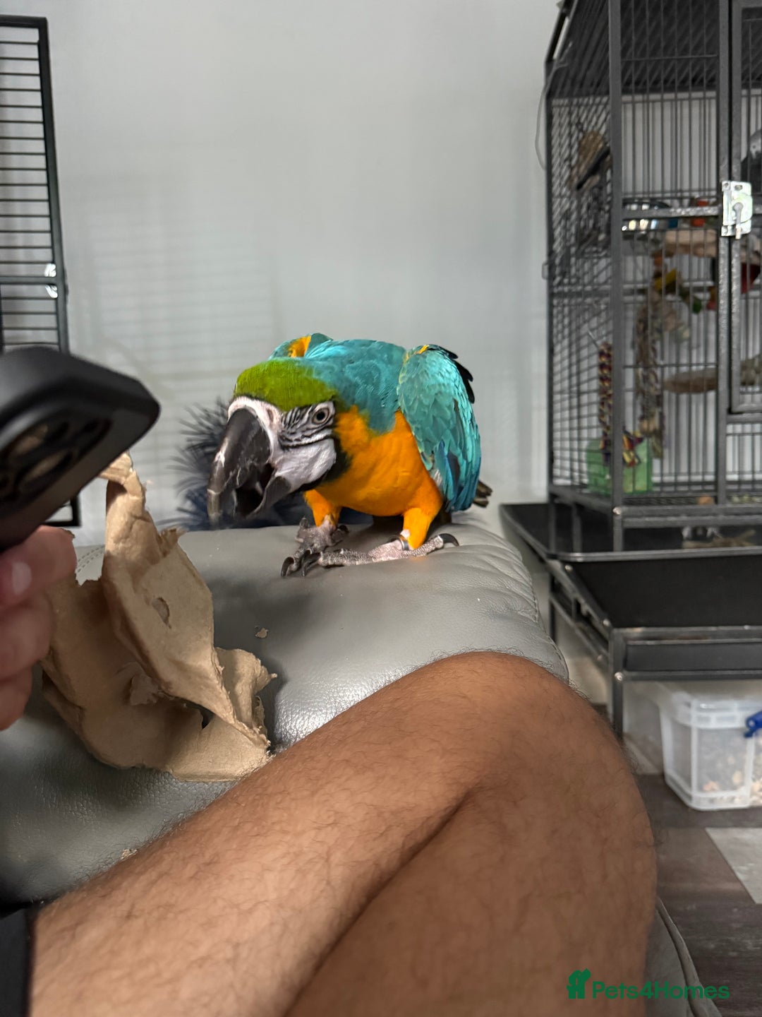 Macaws birds for sale: 2 Year Old Blue and Gold Macaw For Sale  - Advert 3