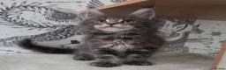 Maine Coon cats for sale: Outstanding quality Tica reg Mainecoon  - Advert 32