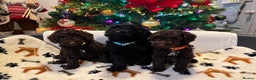 Miniature Poodle dogs for sale: 🐾 Beautiful Miniature Poodle Puppies Available🐾 - Advert 5
