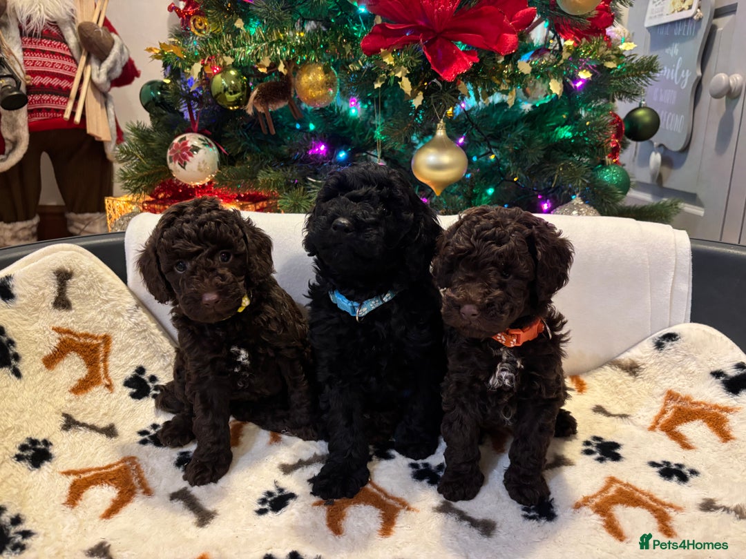 Miniature Poodle dogs for sale: 🐾 Beautiful Miniature Poodle Puppies Available🐾 - Advert 5