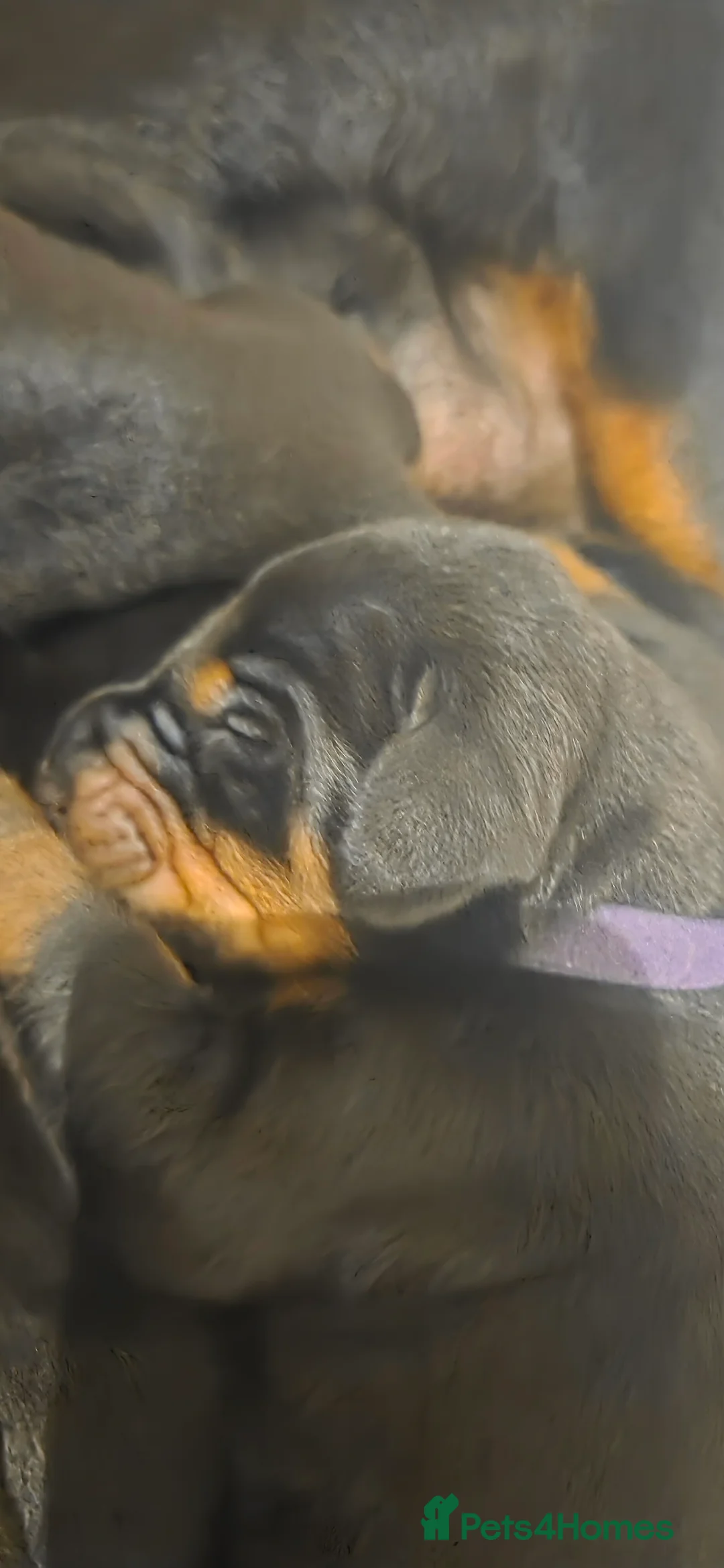 Dobermann dogs for sale: Dobermann puppies  - Advert 6