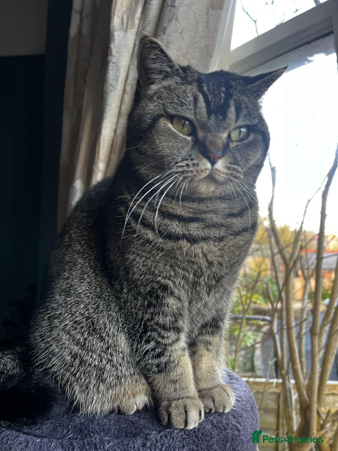 British Shorthair cats for sale: Peanut - Advert 2