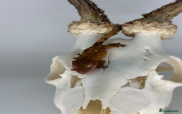 Gecko reptiles for sale: Young crested geckos various morphs Unsexed  - Image 10
