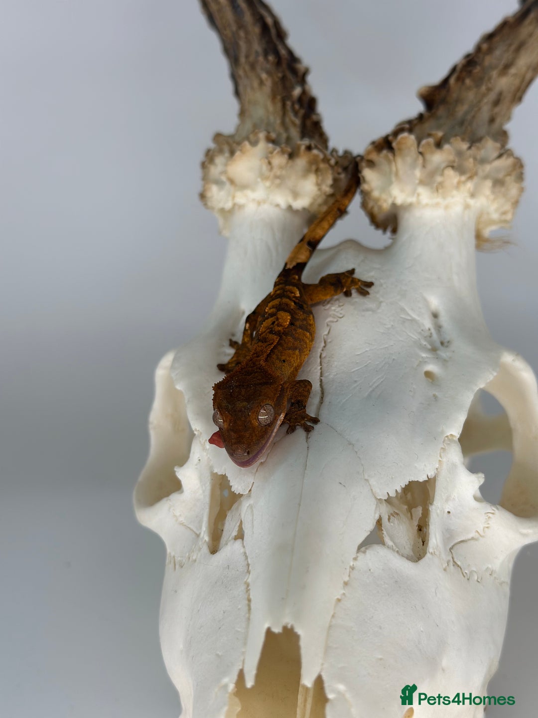 Gecko reptiles for sale: Young crested geckos various morphs Unsexed  - Image 10