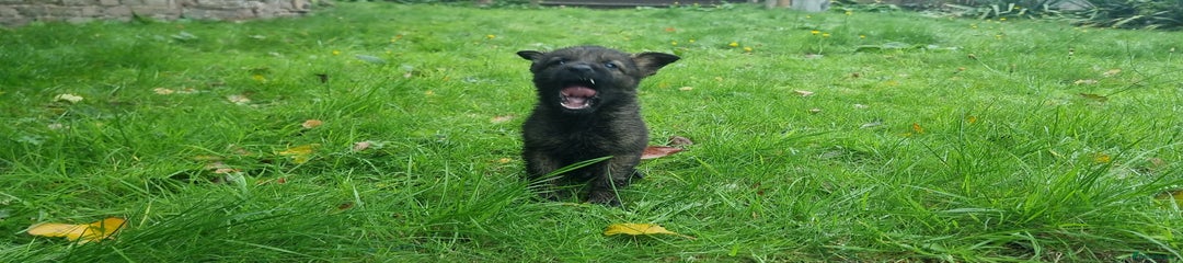 German Shepherd Puppy 9