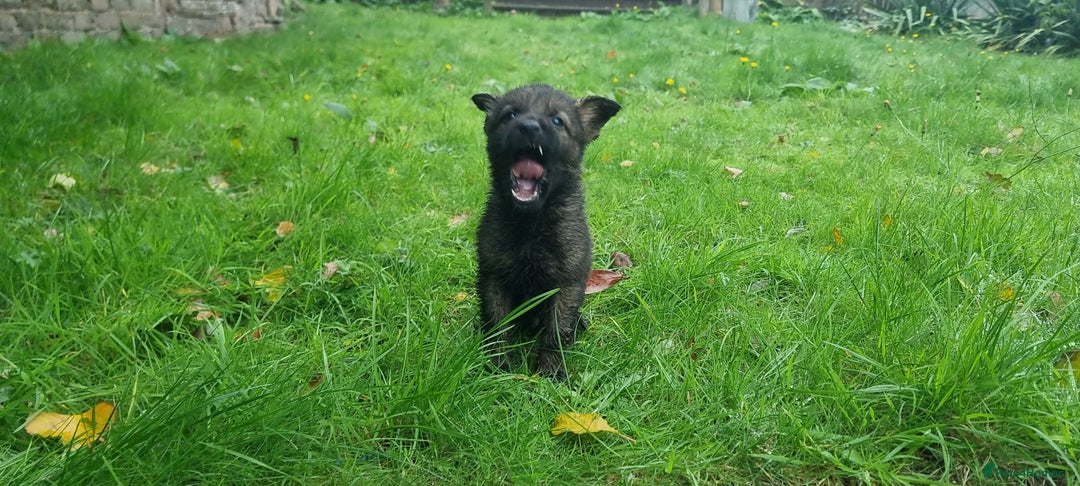 German Shepherd dogs for sale: German Shepherd Puppies - Image 13