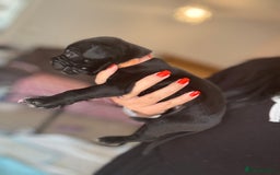 Mixed Breed dogs for sale: Rare breeding American x Bulldog x Cane Corso Pups - Image 14