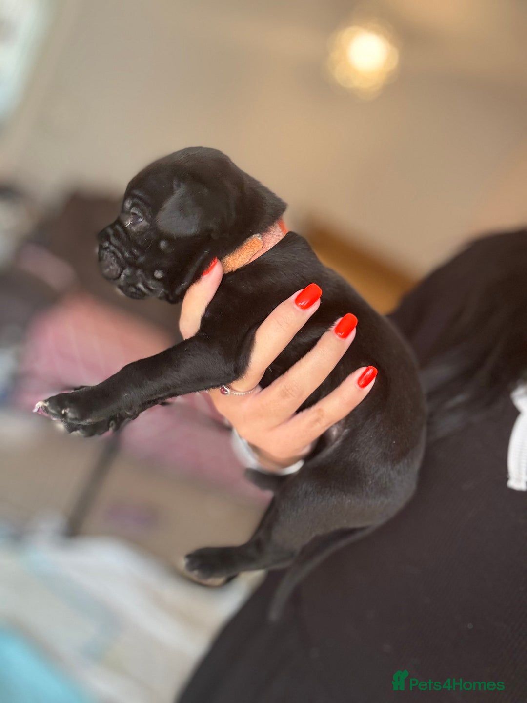 Mixed Breed dogs for sale: Rare breeding American x Bulldog x Cane Corso Pups - Image 14