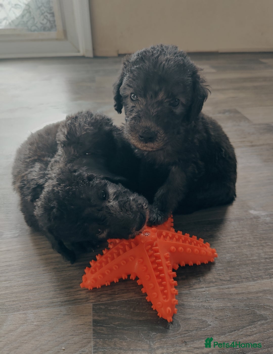 Bedlington Terrier dogs for sale: Champion Sired KC Reg Bedlington Terrier Puppies  - Advert 22