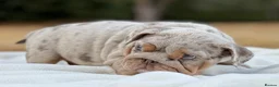 English Bulldog dogs for sale: ⭐️ ENGLISH BULLDOG PUPPIES ⭐️ - Advert 1