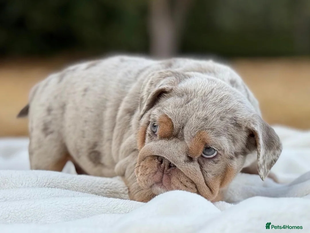 English Bulldog dogs for sale: ⭐️ ENGLISH BULLDOG PUPPIES ⭐️ - Advert 1