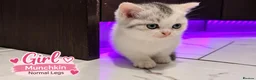 Munchkin cats for sale: Munchkin Kittens. Munchkin cross Scottish Straight - Advert 18