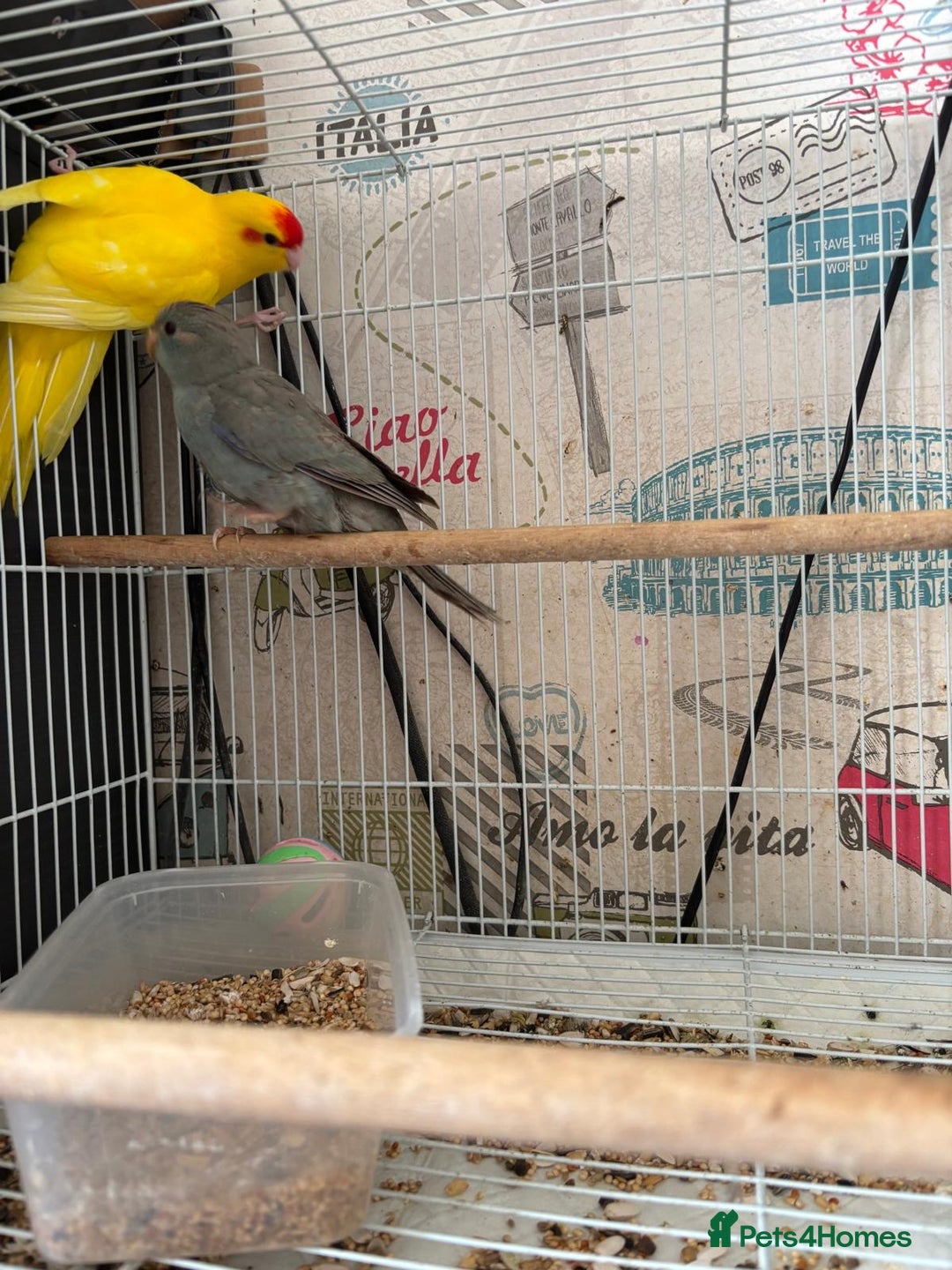 Parakeets birds for sale: Male kakariki  - Image 9