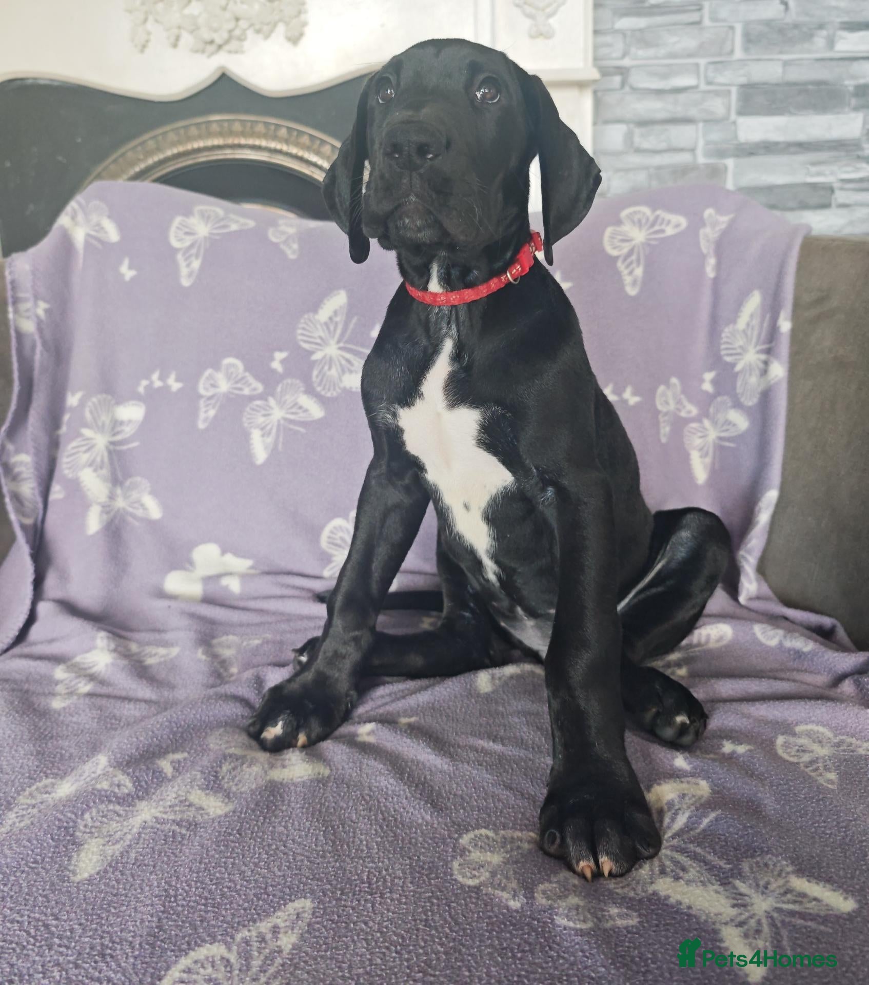 Great Dane dogs for sale: Great Dane Puppies - Advert 4