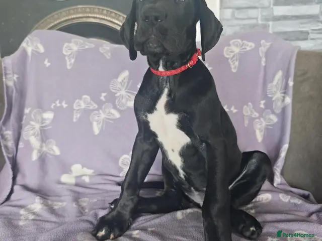 Great Dane dogs for sale: Great Dane Puppies - Advert 4