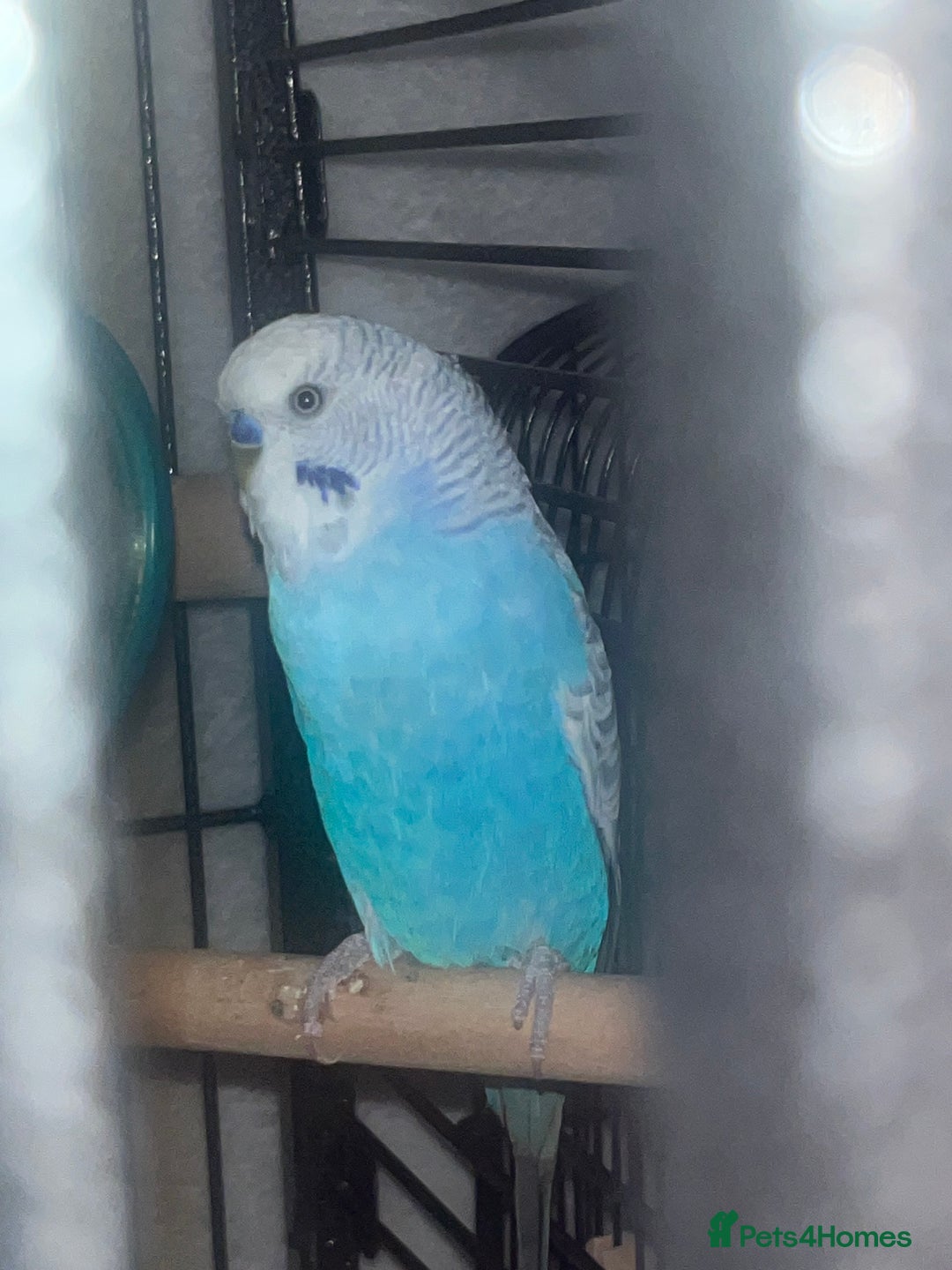 Budgerigars birds for sale: Three budgies to rehome! - Image 4
