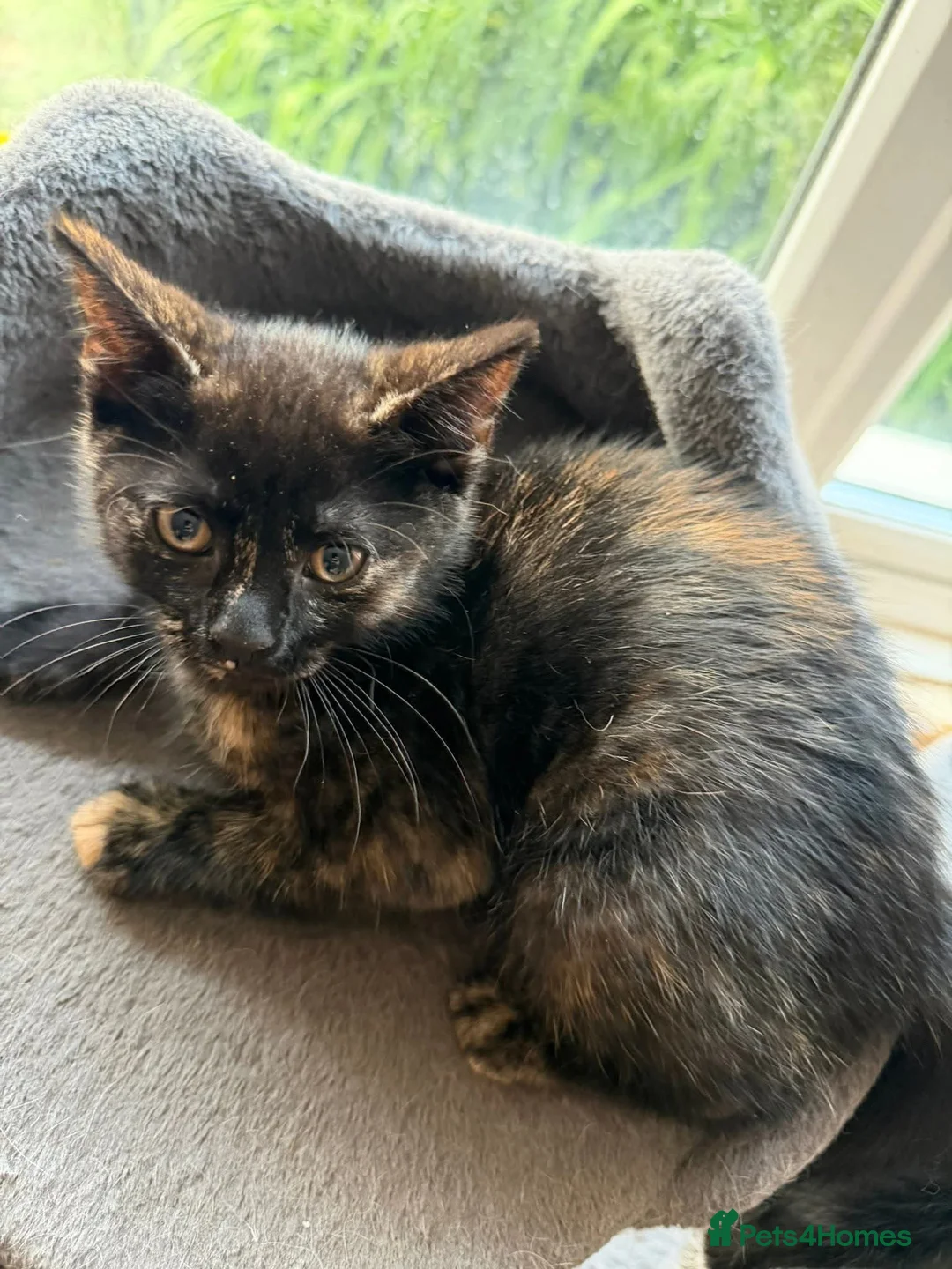 British Shorthair cats for sale: Kittens, 2 boys 1 girl - Advert 1