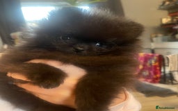 Pomeranian dogs for sale: Stunning KC reg Pomeranians  - Image 22