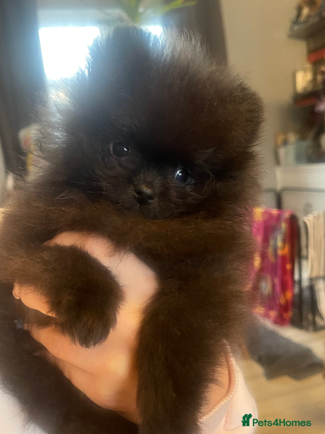 Pomeranian dogs for sale: Stunning KC reg Pomeranians  - Image 22