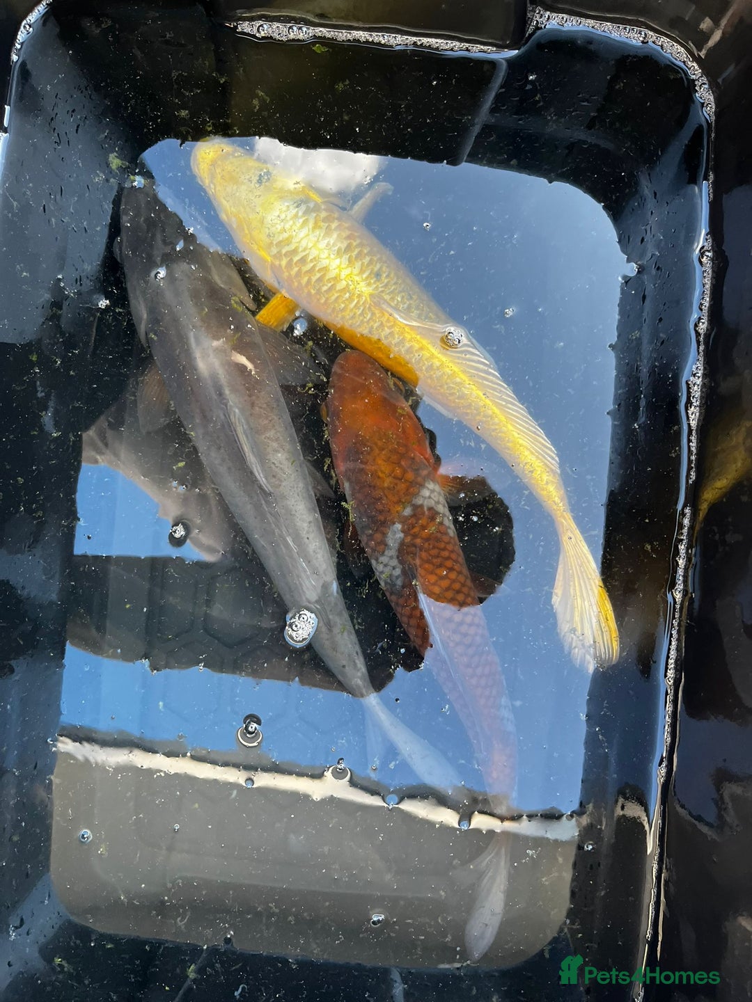 Koi Carp fish for sale: Japanese koi carp £100 each  - Image 22