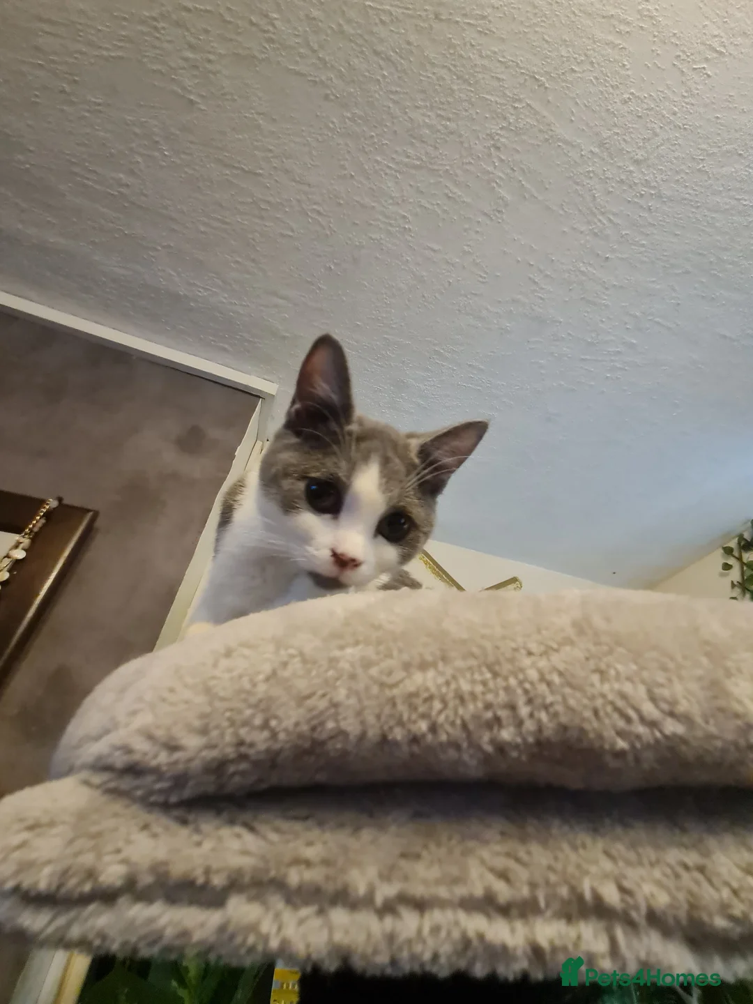 Mixed Breed cats for sale: Stunning  kittens looking  4 new home - Advert 9