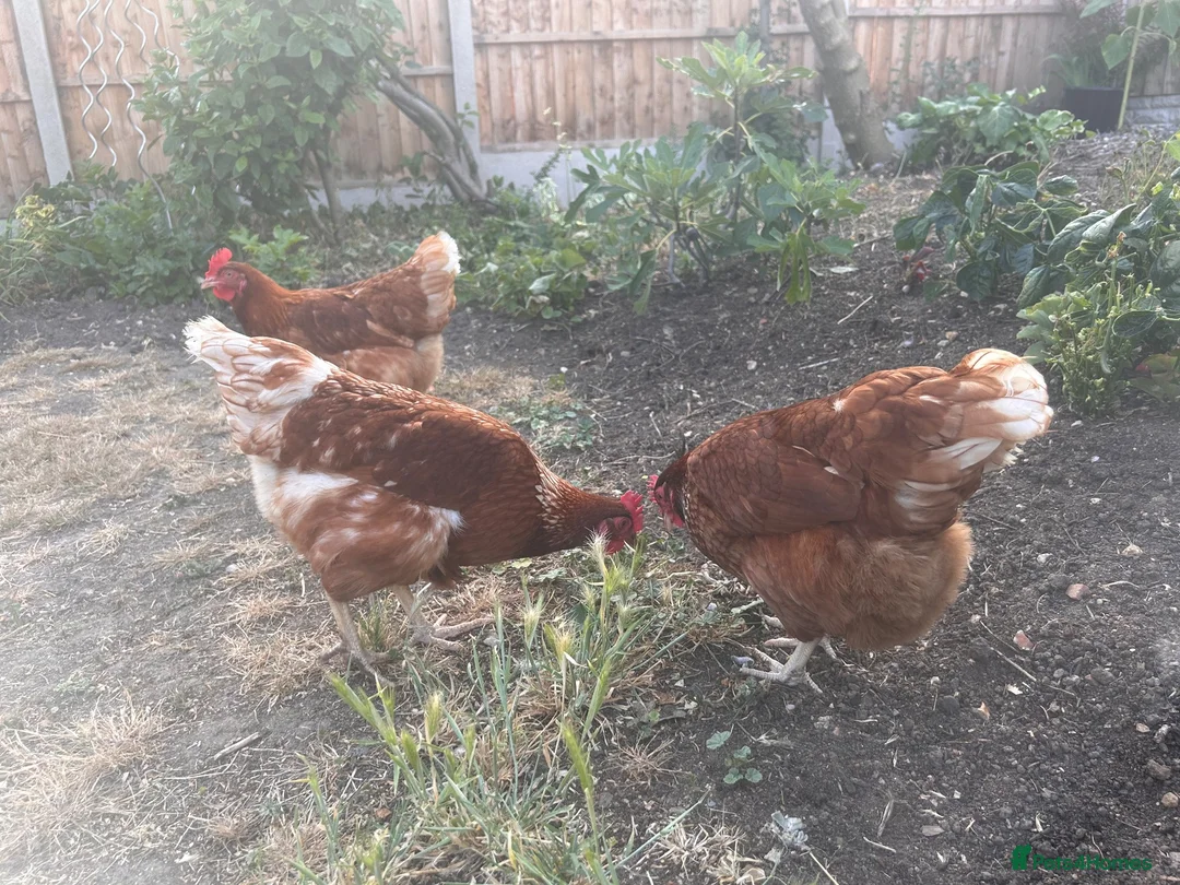 Chickens poultry for sale: 3 lovely 10 month old hens £20 EACH in Reading - Advert 8